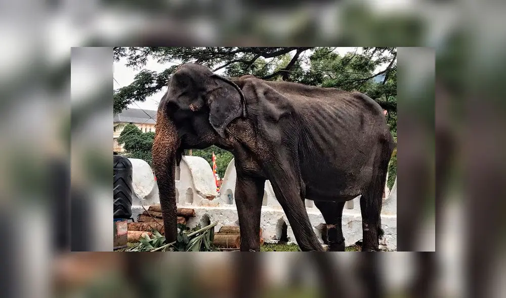 Denuncian estado calavérico de un elefante en tradicional festival budista [FOTOS]