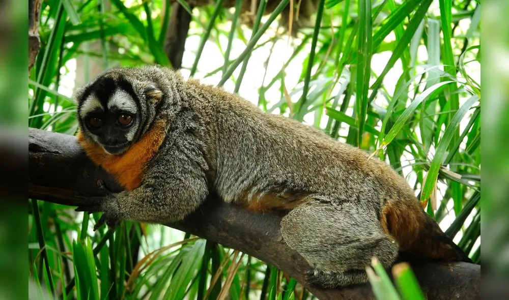 Mono nocturno andino o musmuqui.