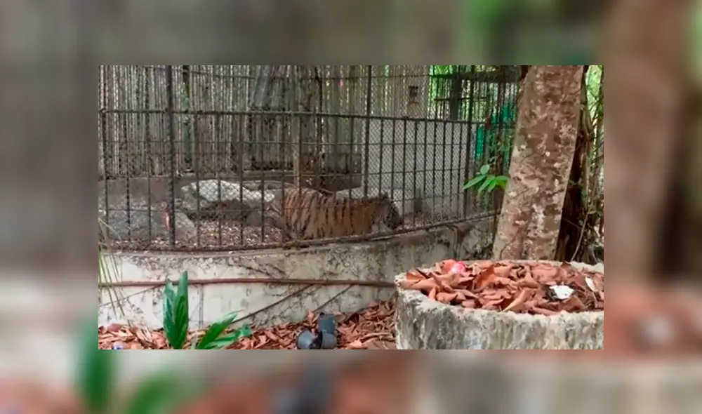 Los propietarios del zoológico están en bancarrota ante la falta de turismo por la pandemia del coronavirus.