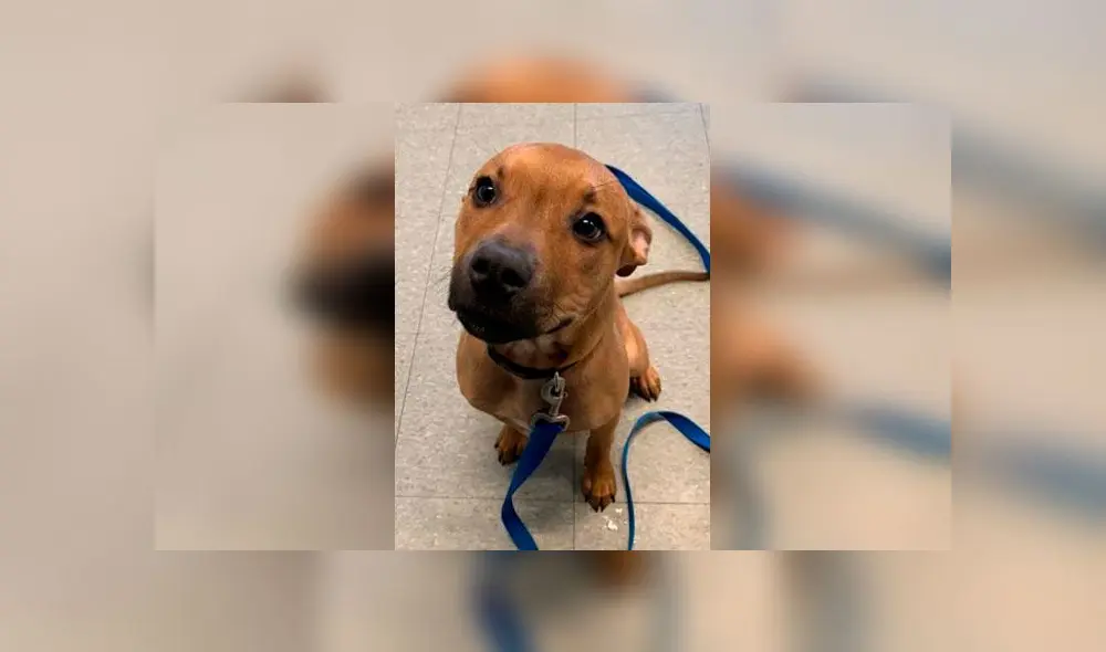 Pizzería pone en sus cajas fotografías de perros para su adopción Pizzería pone en sus cajas fotografías de perros para su adopción