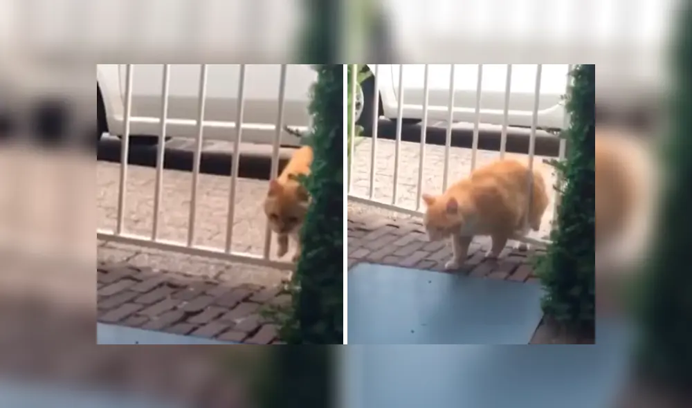 Desliza las imágenes para observar la curiosa escena que protagonizó un gato al intentar evitar que descubran su travesura. Fotocaptura: Facebook.