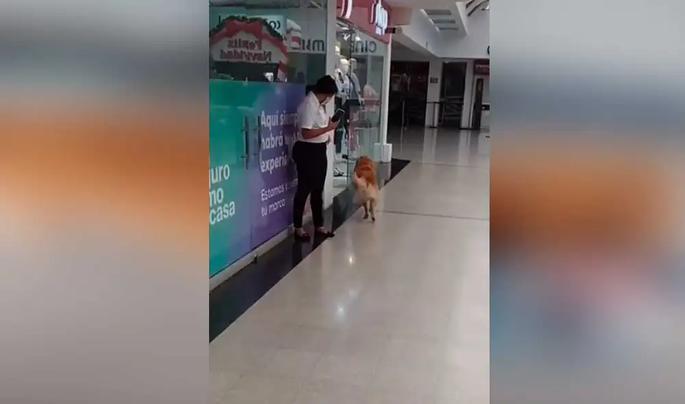 Desliza las imágenes para ver la curiosa forma en que esta perrita le llevó su comida a su dueña. Foto: captura de TikTok/andrespresiga1
