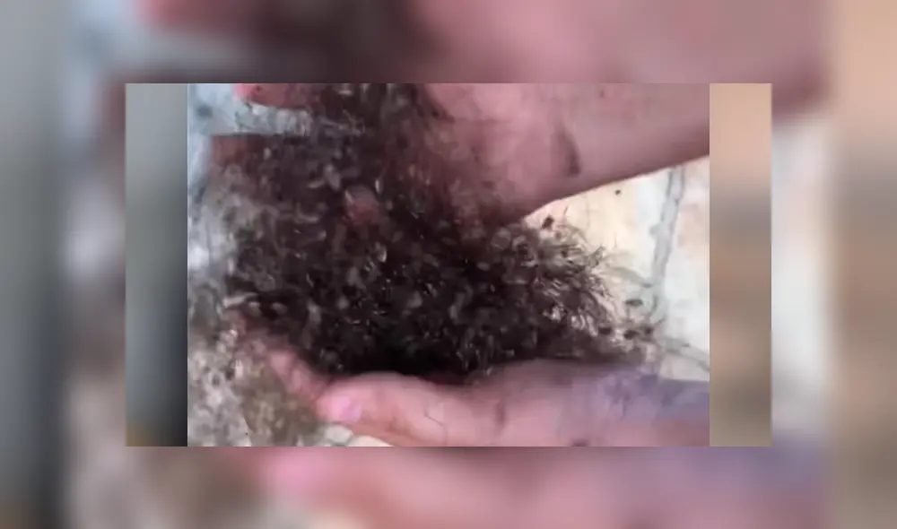 El video viral de YouTube muestra una extraña bola de pelos, un joven se acerca y descubre el misterio.
