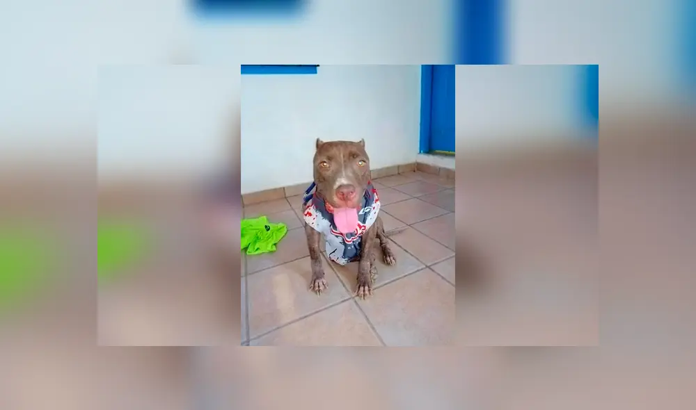 Desliza las imágenes hacia la izquierda para apreciar el terrible maltrato que vivió un perro callejero. Desliza las imágenes hacia la izquierda para apreciar el terrible maltrato que vivió un perro callejero.