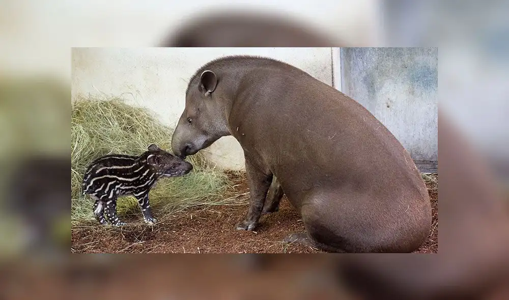 El tapir, mamífero autóctono de Sudamérica, continúa en peligro de extinción [FOTOS]