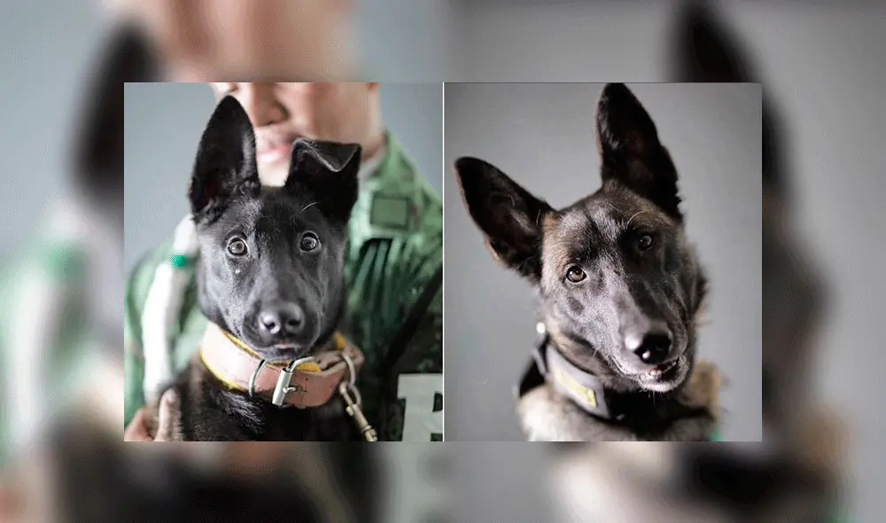 Acertijo y Nahual. Foto: Santiago Arau