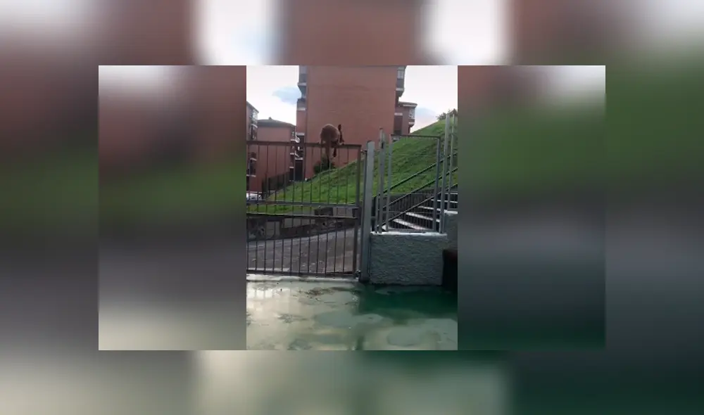 Desliza las imágenes hacia la izquierda para descubrir el truco que realizó un perro para escapar de su casa. Desliza las imágenes hacia la izquierda para descubrir el truco que realizó un perro para escapar de su casa.