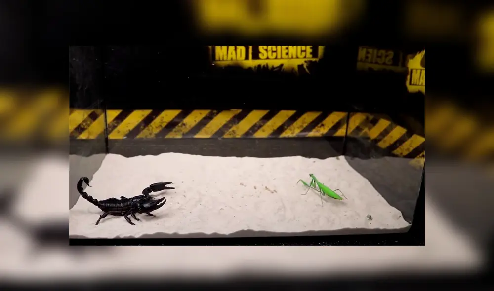 Desliza para ver los momentos más impactantes de la feroz batalla entre las letales criaturas. Desliza para ver los momentos más impactantes de la feroz batalla entre las letales criaturas.