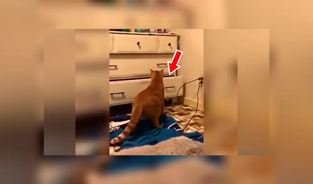 Facebook viral: Gato escucha raros sonido provenientes del clóset y cuando se acerca descubre algo curioso [VIDEO]  