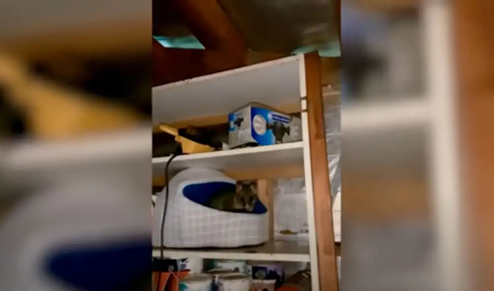 Desliza las imágenes para conocer el noble gesto de una mujer al bridarle un hogar a una zarigüeya. Foto: Videlo Desliza las imágenes para conocer el noble gesto de una mujer al bridarle un hogar a una zarigüeya. Foto: Videlo