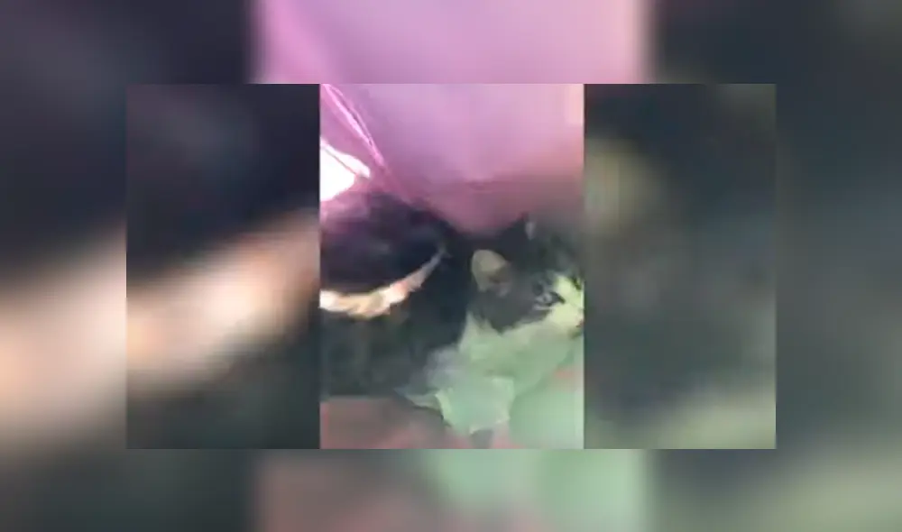 Desliza las imágenes para observar el susto que ocasionó un gato a una joven al esconderse en un tacho de basura. Desliza las imágenes para observar el susto que ocasionó un gato a una joven al esconderse en un tacho de basura.