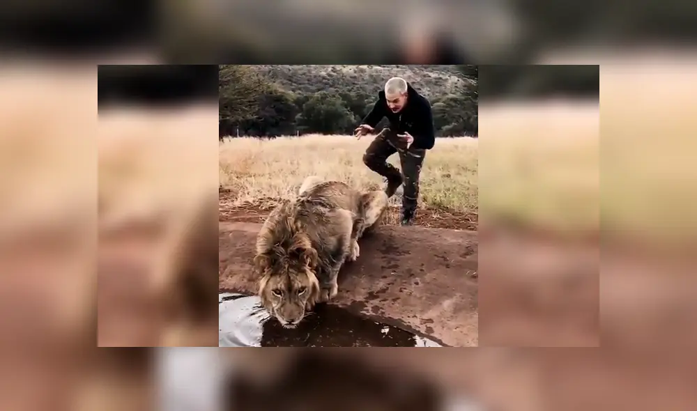 El joven asustó por la espalda al feroz depredador mientras estaba tomando agua de una laguna. Foto: captura