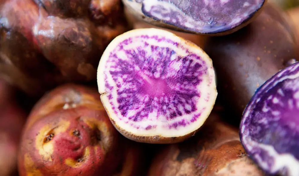 Papa morada. Foto: Promperú
