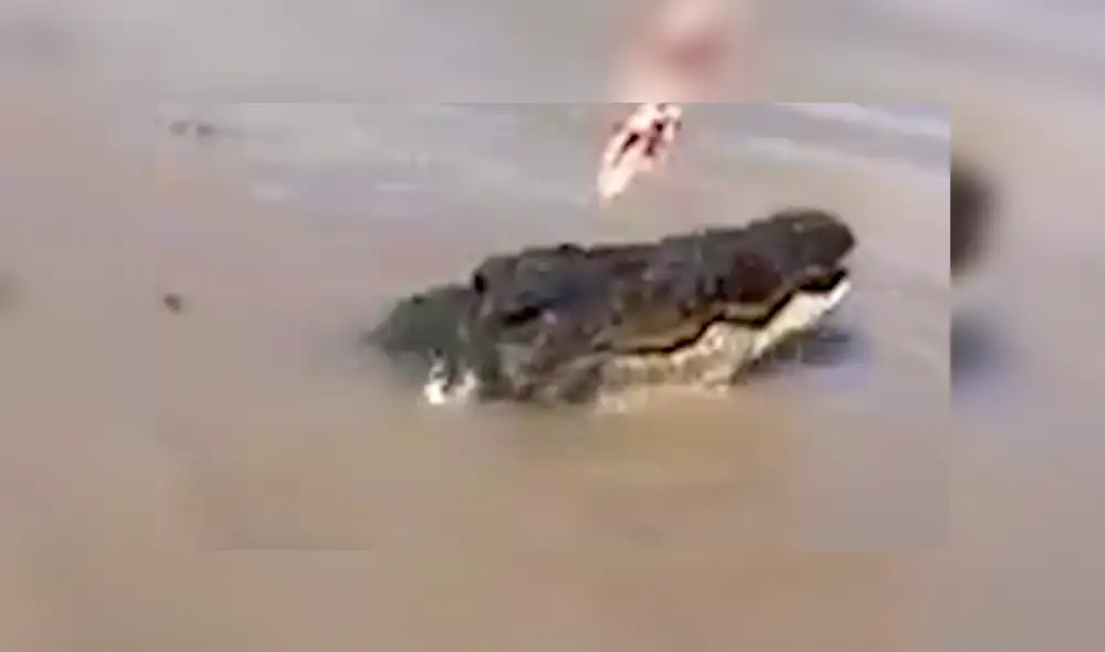 Gigantescos cocodrilos tienen brutal pelea a pocos metros de un grupo de turistas que hacían safari. Gigantescos cocodrilos tienen brutal pelea a pocos metros de un grupo de turistas que hacían safari.