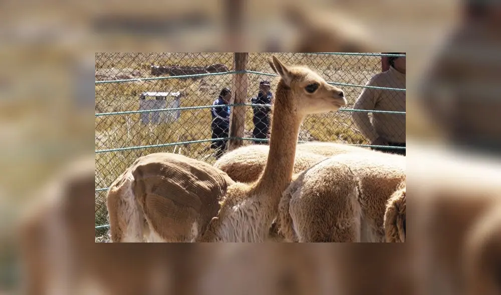 La fiesta del chaccu en Pampa Galeras [VIDEO]