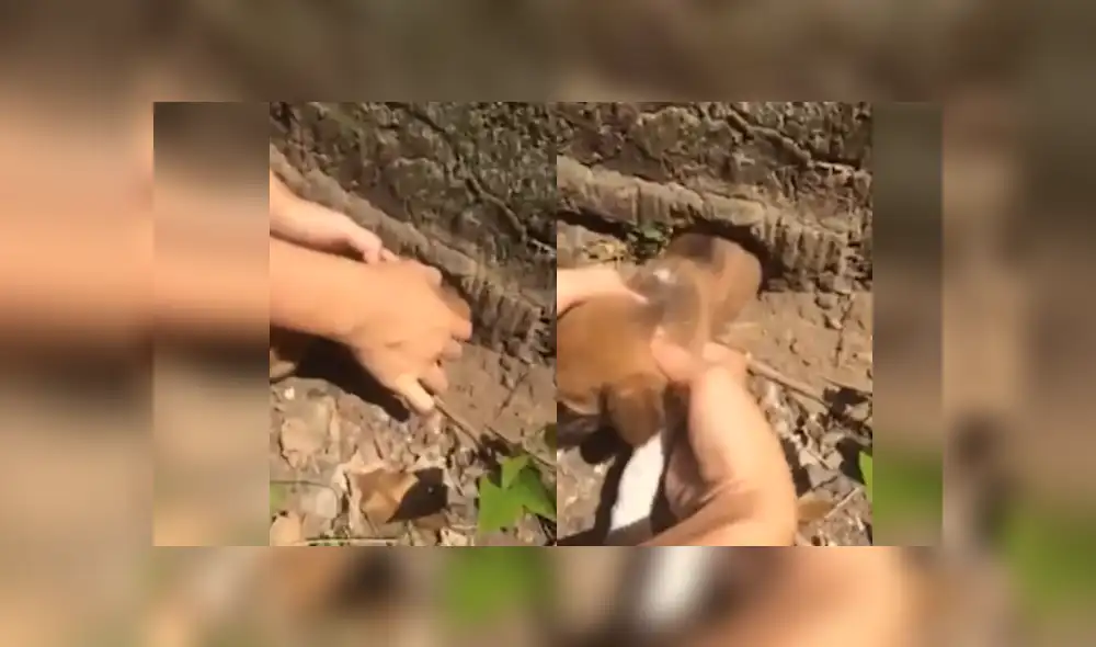 Desliza hacia la izquierda para ver más imágenes de este conmovedor rescate. (Foto: captura / YouTube)
