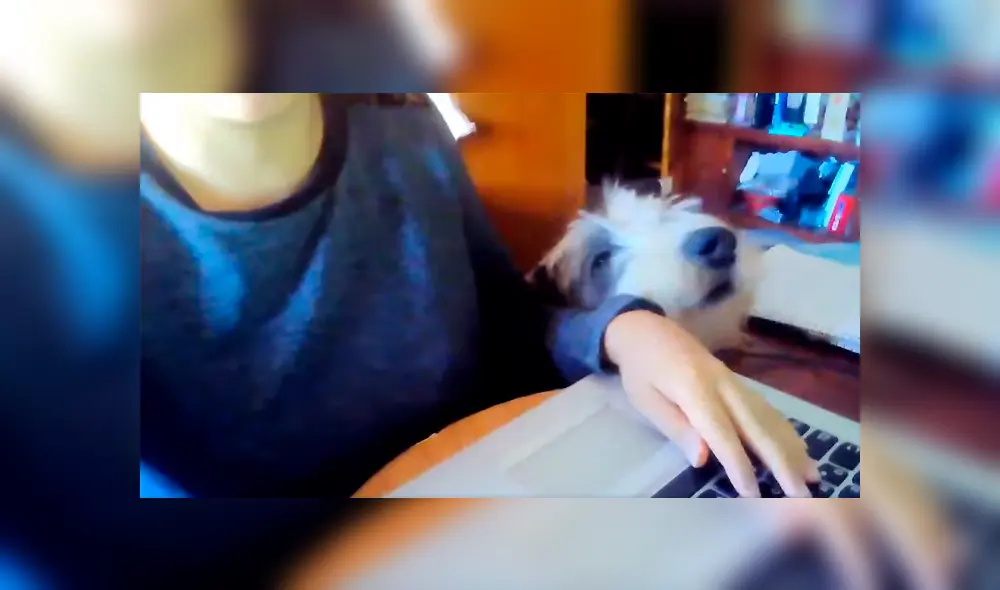 Desliza las imágenes para conocer el tierno comportamiento de un perro para obtener la atención de su dueña. Foto: Captura.