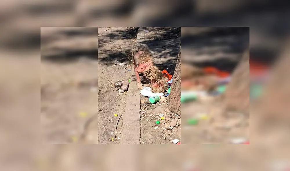 En Facebook, un rescatista fue el responsable de brindarle los cuidados al perro y tras cinco meses luce diferente. En Facebook, un rescatista fue el responsable de brindarle los cuidados al perro y tras cinco meses luce diferente.