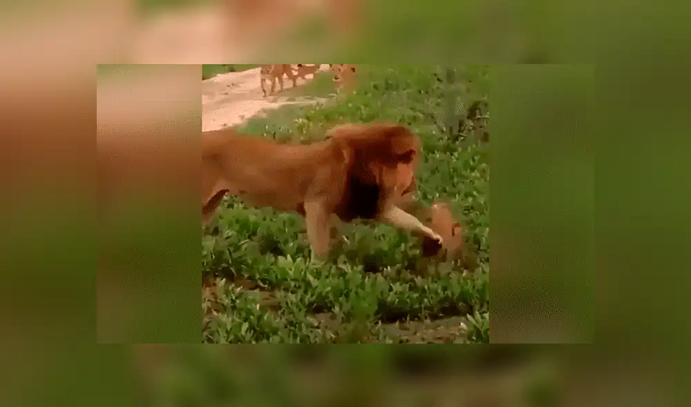 YouTube viral: León golpea a su cachorro, pero la madre lo descubre y le da su merecido [VIDEO] 