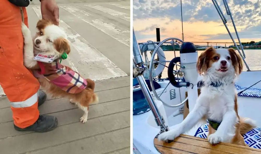 La usuaria de Twitter publicó la historia de 'Chato' en las redes sociales. Foto: Captura/Twitter/@ramosnadia