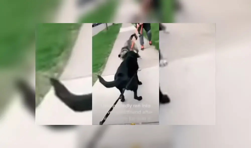 Video es viral en TikTok. Dueña de una de las perritas compartió la emotiva conducta que tuvieron las mascotas cuando se volvieron a ver después de tiempo durante un paseo por su vecindario.
