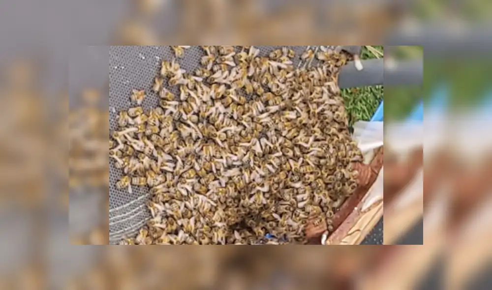 Desliza las imágenes para ver más detalles sobre esta escena que es viral en Facebook.