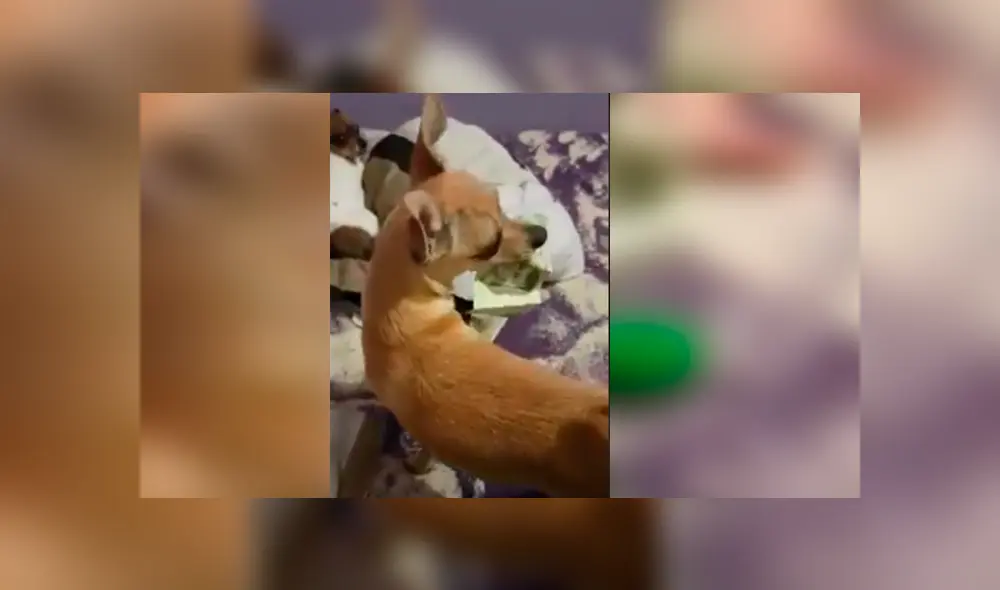 Perra protagonizó una graciosa escena al robarles el dinero de compras a sus cuidadores