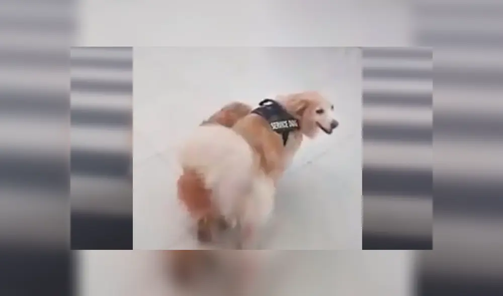 En Facebook, un perro lazarillo ayudó a su compañero ciego y se mantuvo a su lado cuando dieron una caminata. En Facebook, un perro lazarillo ayudó a su compañero ciego y se mantuvo a su lado cuando dieron una caminata.