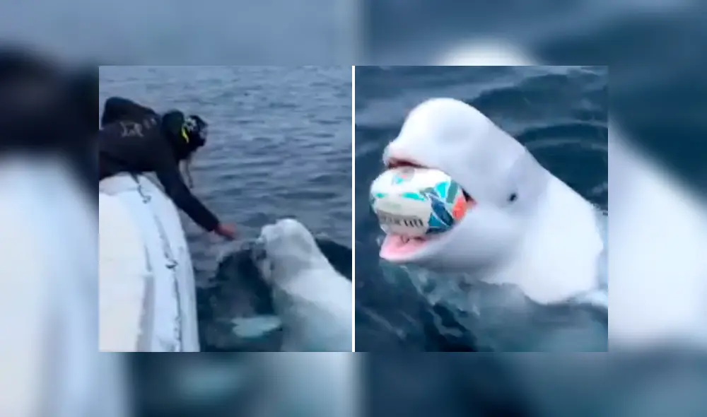 La amigable beluga recogía la pelota y volvía al barco para entregársela al hombre. Foto: captura.