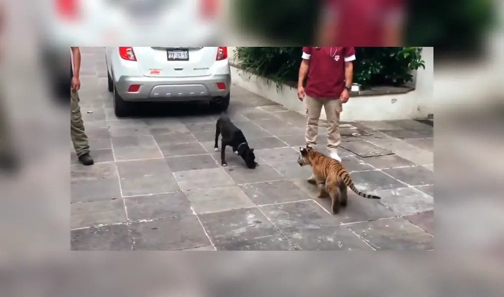 Perro se topa por primera vez con tigres y tiene inesperada reacción Perro se topa por primera vez con tigres y tiene inesperada reacción