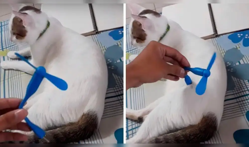 YouTube: ¿ventilador funciona con "energía" de gato? Video te sorprenderá