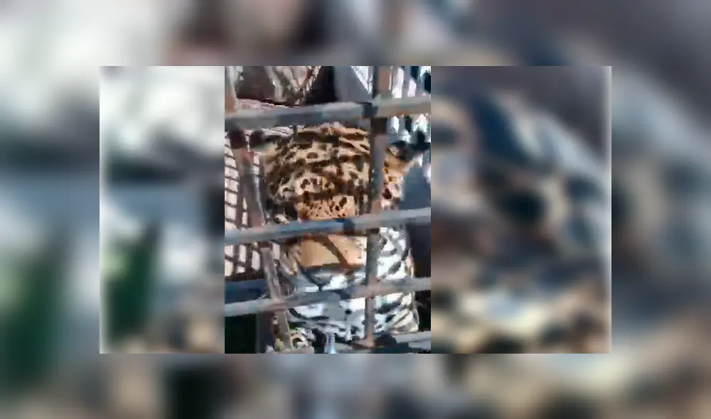 Turista captó la inesperada reacción de un enorme jaguar ante la molestosa insistencia de un cachorro pug que no deja de morderlo y acosarlo