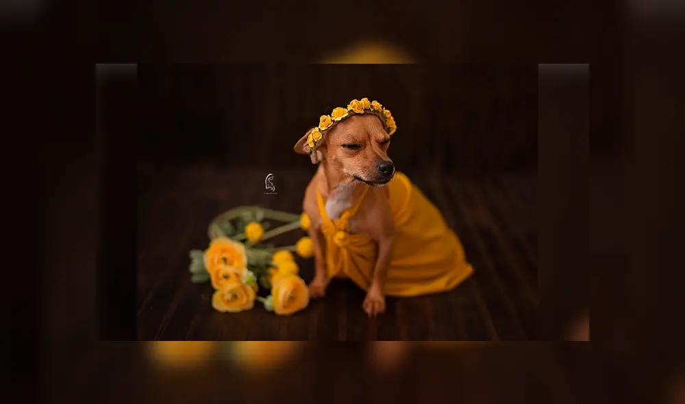 Desliza para ver la sesión fotográfica que se volvió viral en Facebook. Foto: Captura.