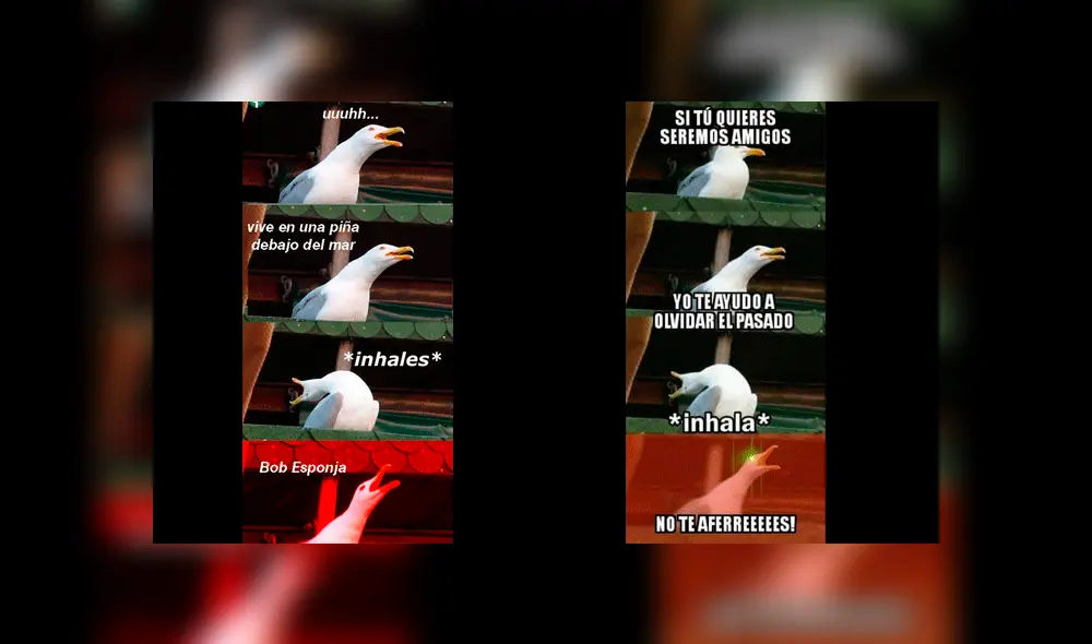 Facebook: Este es el origen del meme de la gaviota que es furor en redes [FOTOS]