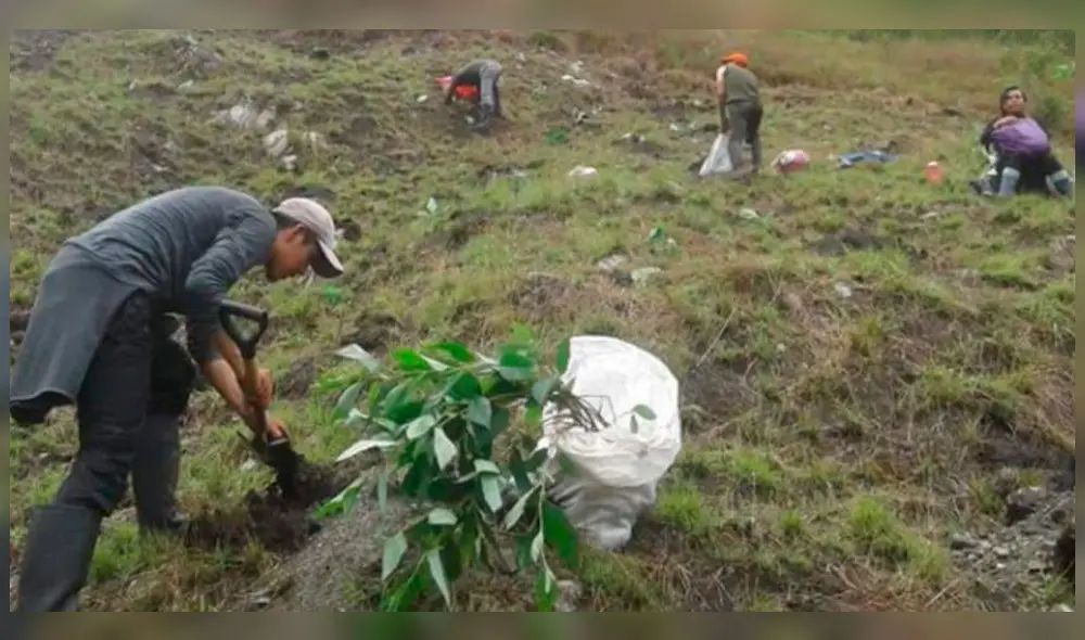 Universitarios de Cusco participan en reforestación del Santuario de Machu Picchu. Universitarios de Cusco participan en reforestación del Santuario de Machu Picchu.