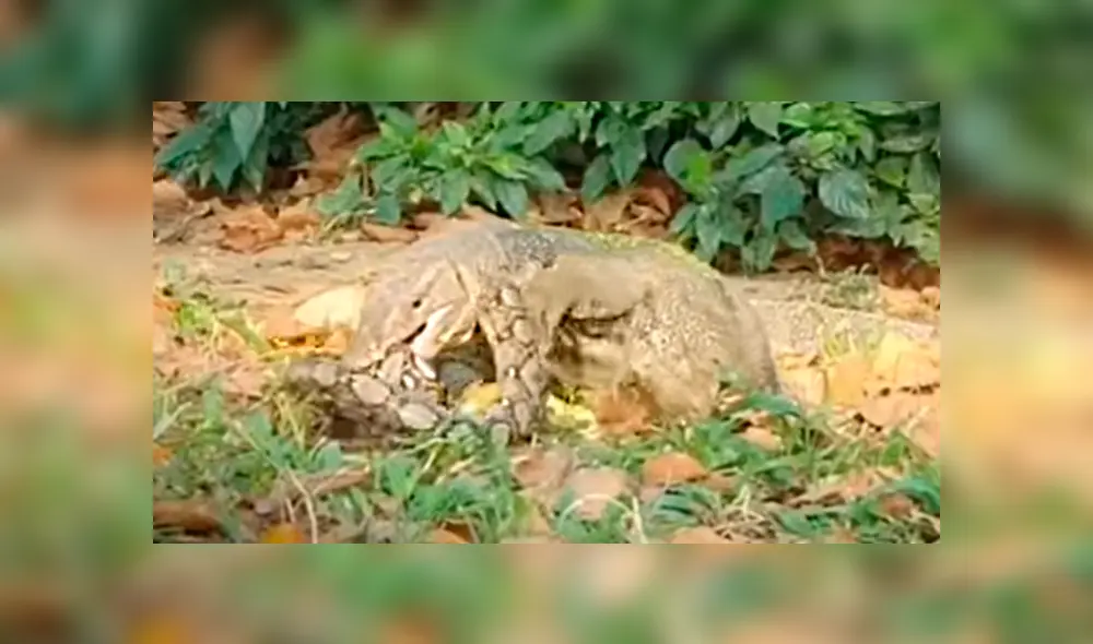 El varano pudo morder a la serpiente e hizo que la batalla se prolongara 40 minutos. Foto: captura