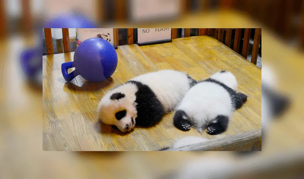 Pandas