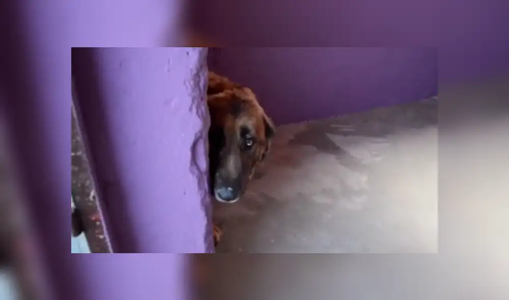 Desliza las imágenes para ver la emotiva reacción que tuvo este perro callejero al recibir caricias de su nuevo dueño. Fotocapturas: Susana Espinoza Jaim/TikTok