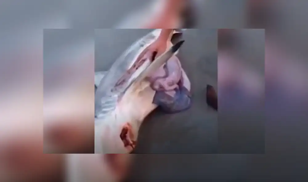 YouTube viral: Abren estómago de tiburón muerto y descubren criaturas vivas [VIDEO] 