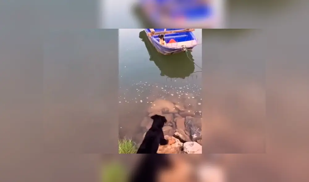 El perro se ganó los aplausos de miles de usuarios por la hazaña que realizó para rescatar a su cría. Foto: captura. El perro se ganó los aplausos de miles de usuarios por la hazaña que realizó para rescatar a su cría. Foto: captura.