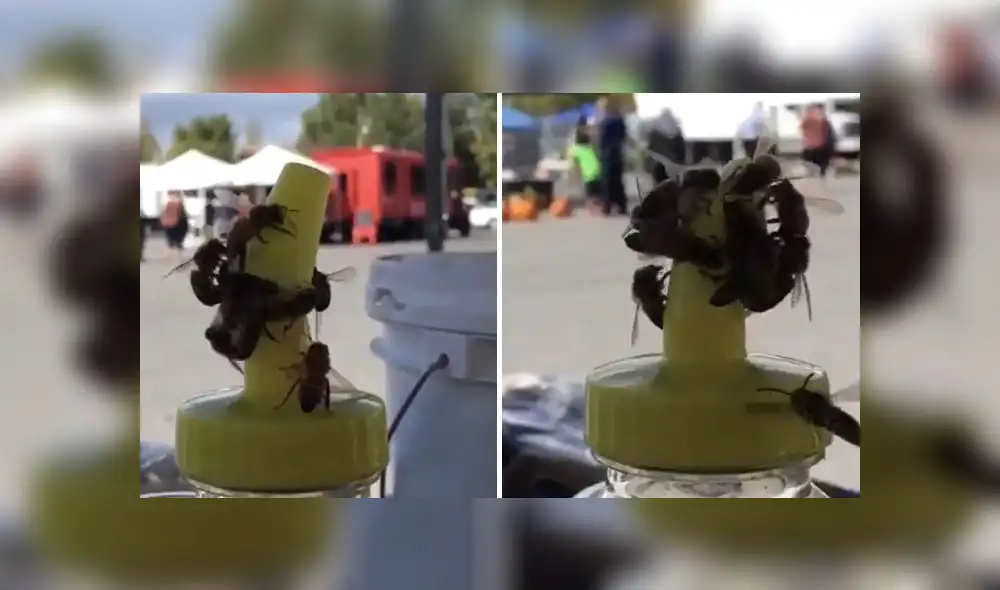 En Youtube, un video se volvió viral al dejar a miles impresionados con la hazaña que logró un grupo de abejas. En Youtube, un video se volvió viral al dejar a miles impresionados con la hazaña que logró un grupo de abejas.