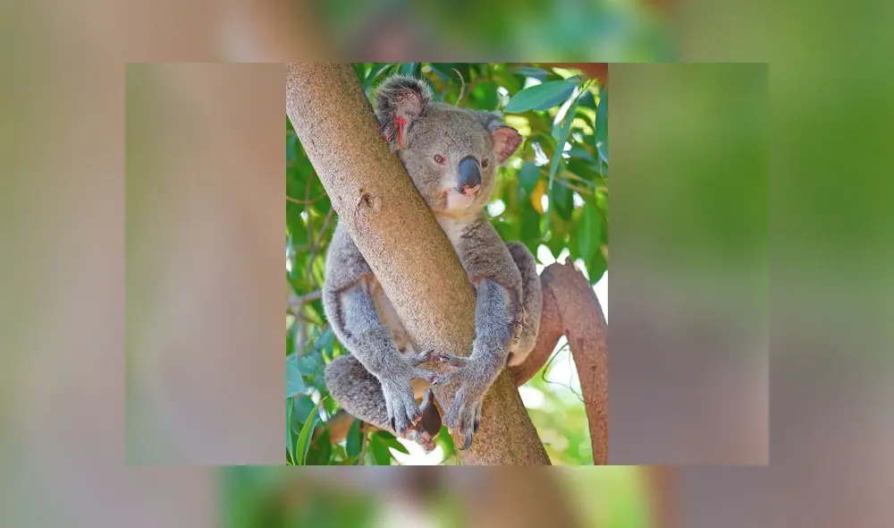 Incendios en Australia: Familia del ‘Cazador de cocodrilos’ ayuda a salvar miles de animales Incendios en Australia: Familia del ‘Cazador de cocodrilos’ ayuda a salvar miles de animales