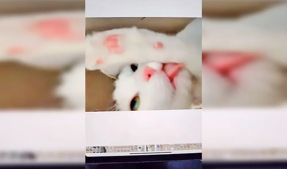 Desliza las imágenes hacia la izquierda para descubrir la travesura de un gato tras quedarse solo en casa. Foto: Douyin / xiaoaierniu Desliza las imágenes hacia la izquierda para descubrir la travesura de un gato tras quedarse solo en casa. Foto: Douyin / xiaoaierniu