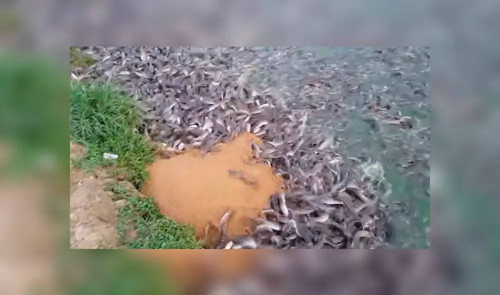 En YouTube, un joven acudió al río para pescar, sin imaginar que encontraría miles de animales marinos.