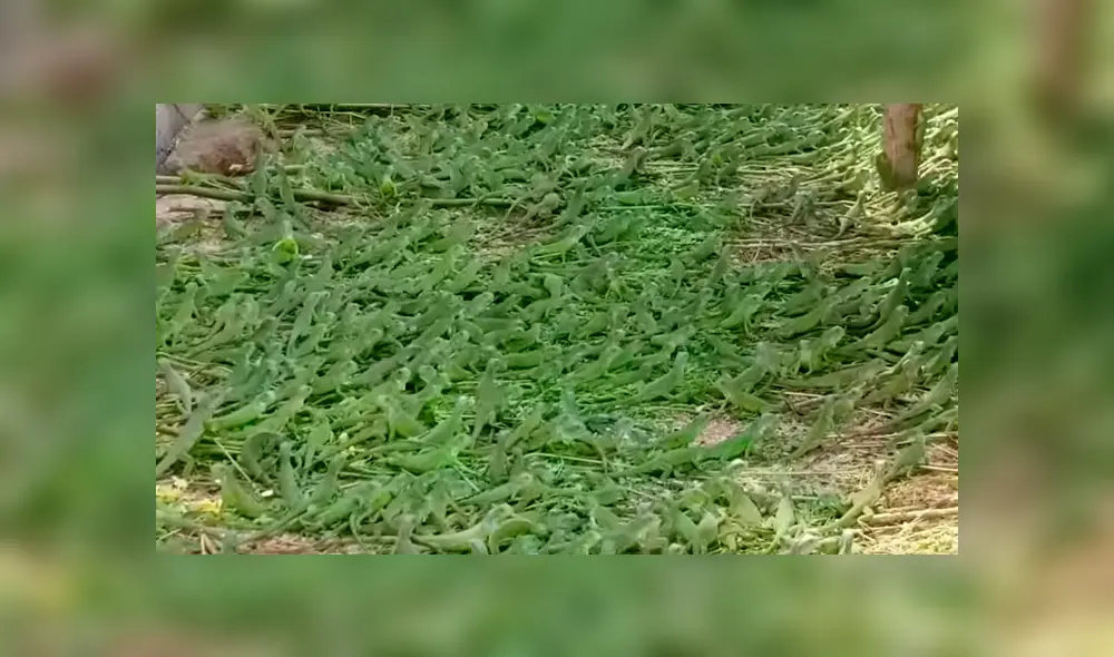 Video es viral en Instagram. Un hombre quedó en shock, luego de acercarse a este misterioso pasto, sin imaginar que se trataba de cientos de pequeñas criaturas. Foto: Captura.