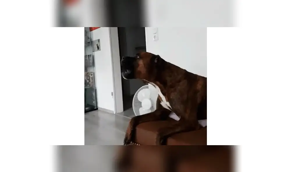 Perro escucha la sirena de una ambulancia y reacciona de la manera menos pensada [VIDEO]