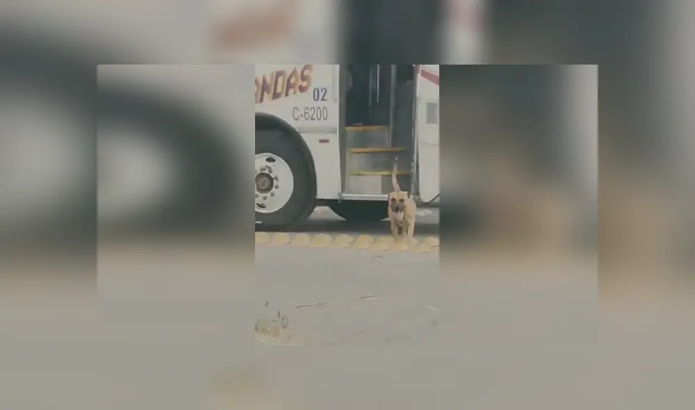 Desliza las imágenes para apreciar el singular truco que realizó una joven para bajar a su perro de un vehículo. Desliza las imágenes para apreciar el singular truco que realizó una joven para bajar a su perro de un vehículo.