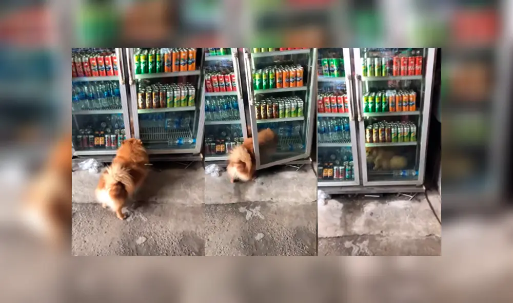 Video es viral en YouTube. El perro llamó la atención del dueño de la tienda, quien lo siguió y notó que solo quería refrescarse. Foto: Captura. Video es viral en YouTube. El perro llamó la atención del dueño de la tienda, quien lo siguió y notó que solo quería refrescarse. Foto: Captura.