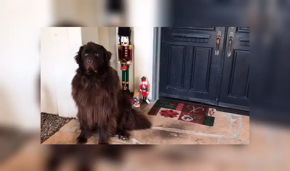 Facebook: perro creyó que era un adorno de Navidad e hizo lo inesperado frente a su dueño