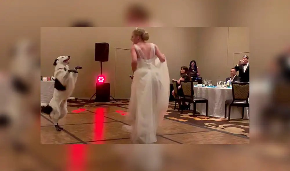 En Facebook, una chica sorprendió a los invitados de su boda tras realizar una increíble coreografía con su perro. En Facebook, una chica sorprendió a los invitados de su boda tras realizar una increíble coreografía con su perro.